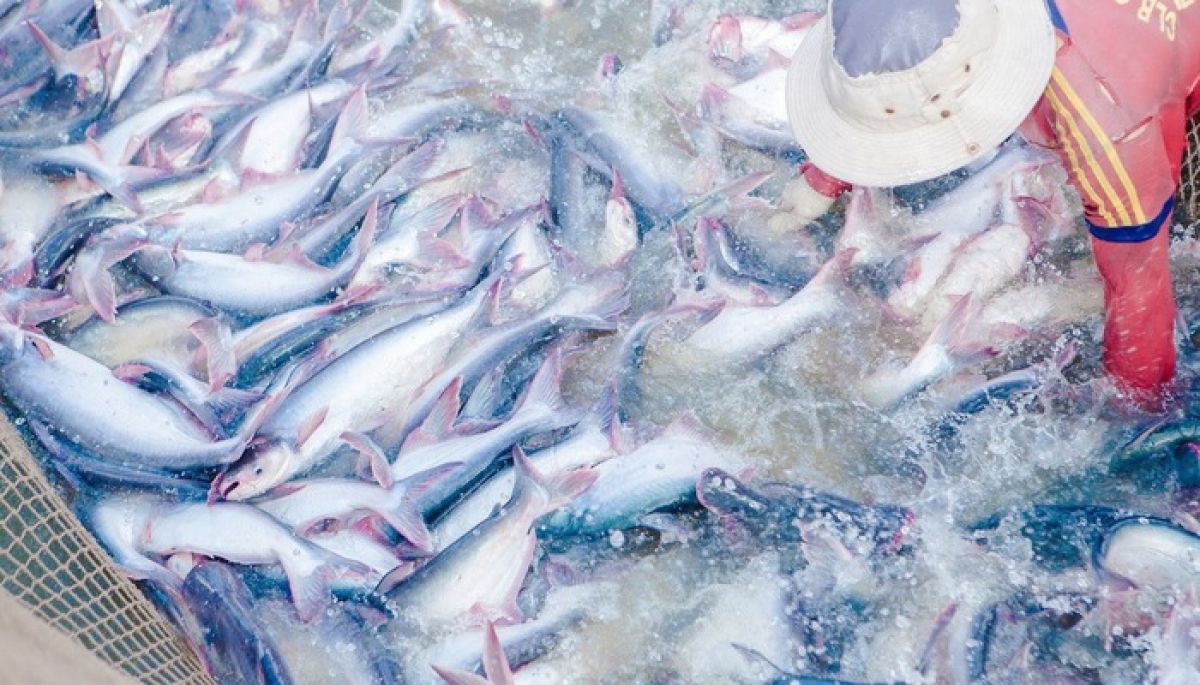 Tin liên quan - Satra